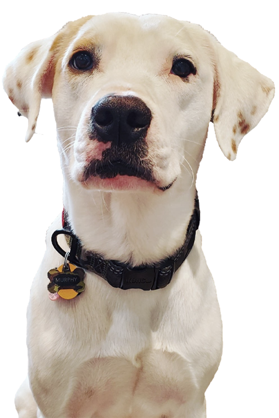Georgia Mold Mutts, LLC A white dog with light brown spots wears a black collar and a tag that reads "Murphy," looking directly at the camera against a plain background, perfect for Mold Detection ads.