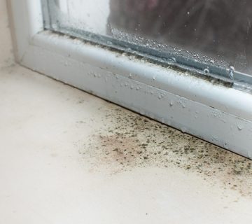 Georgia Mold Mutts, LLC Mold detection on a white windowsill with condensation and water droplets visible on the window glass 