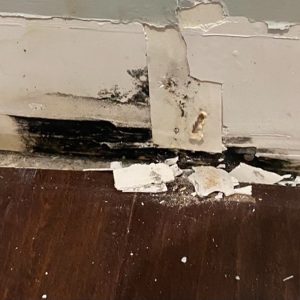 mold-found_0001_IMG_9723 Georgia Mold Mutts, LLC Damaged wall with peeling paint and visible mold growth at the base, indicating a need for mold detection; debris scattered on the dark wooden floor below.