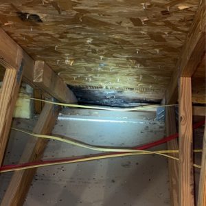 mold-found_0003_IMG_9703 Georgia Mold Mutts, LLC Attic space with wooden beams, electrical wiring, and visible black mold or water damage on plywood roof sheathing highlights the need for professional mold detection.