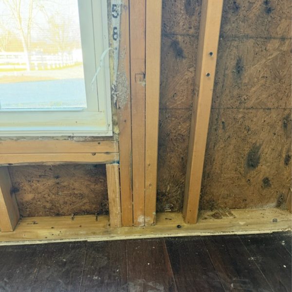 mold-found_0005_IMG_9438 Georgia Mold Mutts, LLC Partially finished wall with exposed wooden framing and missing insulation next to a window Sunlight is visible outside, offering an ideal setting for Mold Detection