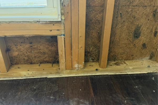 Georgia Mold Mutts, LLC Exposed wall framing and plywood sheathing next to a window above a dark wood floor, showing unfinished construction 