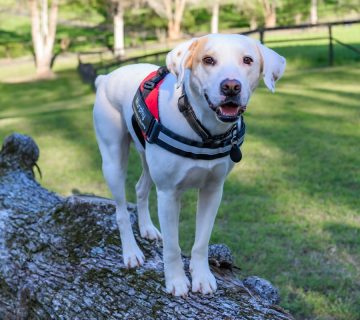 Georgia Mold Mutts, LLC A yellow Labrador wearing a red and black harness stands on a fallen tree trunk in a grassy outdoor area 